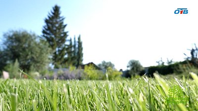 Создание изумрудного газона начинается с правильного подбора семян