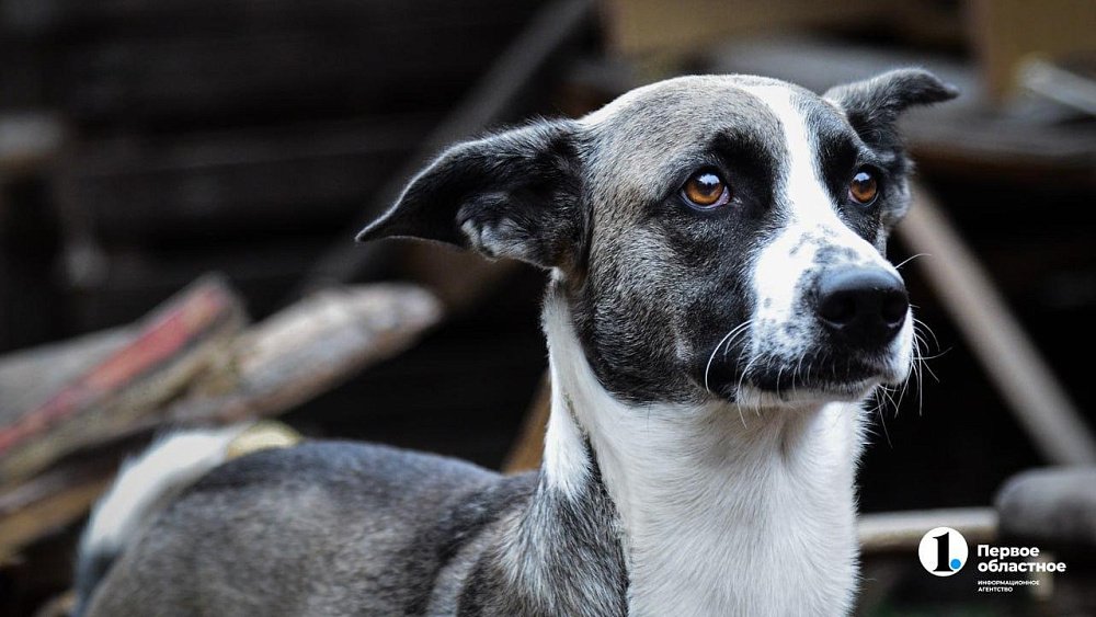 В Челябинской области до 20 выросло число случаев заражения бешенством