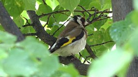 В Снежинске мальчик организовал орнитологический клуб