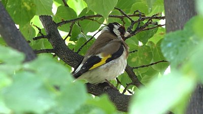 В Снежинске мальчик организовал орнитологический клуб