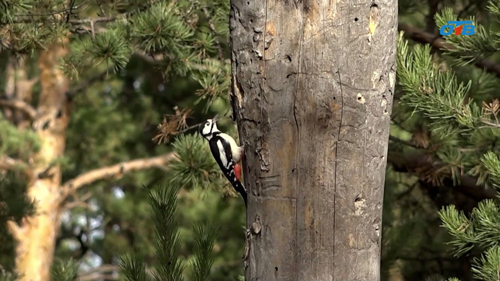 Юный снежинец создал в городе орнитологическое сообщество