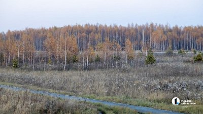 Порывистый ветер и тепло до +8 ожидаются в Челябинской области 15 ноября