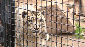 Челябинский зоопарк перешел на зимний режим работы