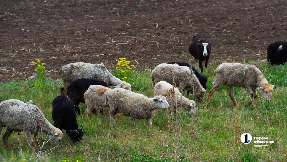Челябинский ветеринар Карен Даллакян предложил сделать штрафстоянки для скота