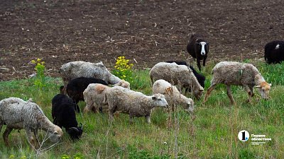 Челябинский ветеринар Карен Даллакян предложил сделать штрафстоянки для скота