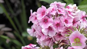 Как размножать флоксы после деления и обрезки?