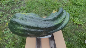 В Снежинске вырастили один из самых больших кабачков в России
