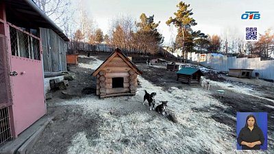 Приют Миасса выиграл грант президента