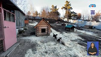 Приют Миасса выиграл грант президента