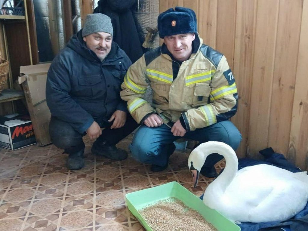 В Челябинской области спасатели МЧС освободили вмерзшего в лед лебедя