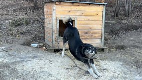 Приют для животных в Миассе выиграл президентский грант