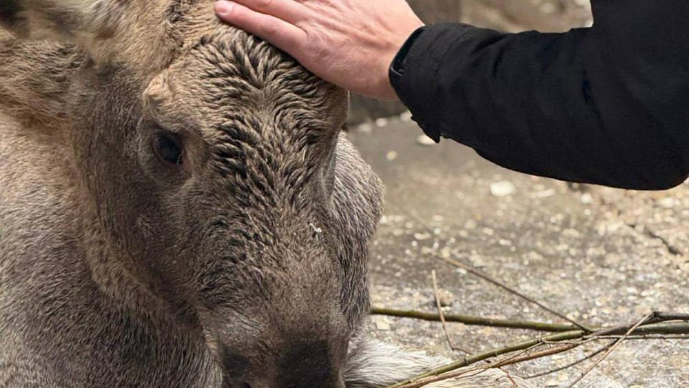 На Зюраткуле выхаживают раненого лосенка с ампутированной ногой