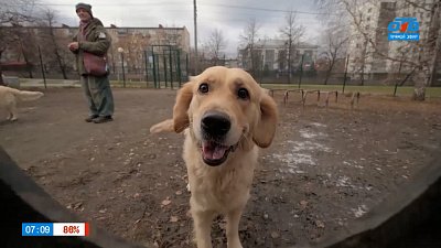 Золотистый ретривер в рубрике «Усы, лапы и хвост»