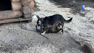 Телефакт от 19.11.2025