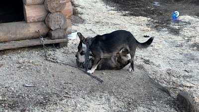 Миасский приют для животных стал обладателем президентского гранта