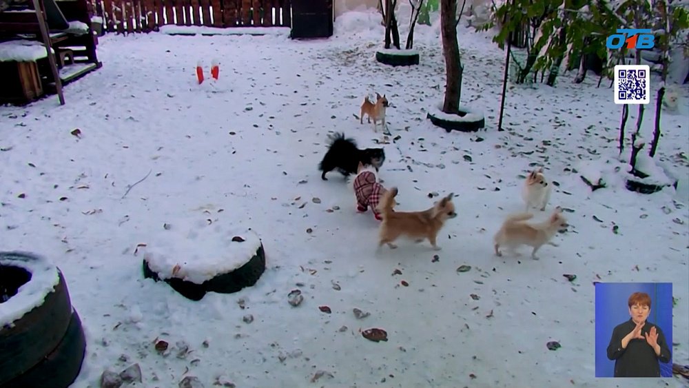 В Челябинской области возьмут на учет домашних питомцев