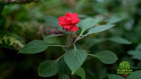 «Зеленая передача» на ОТВ: секреты садоводства и ухода за растениями