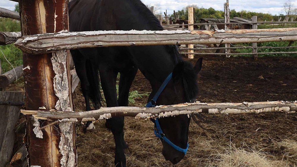 Лошадей и коров в хозяйстве Челябинской области оставил без кормов пожар