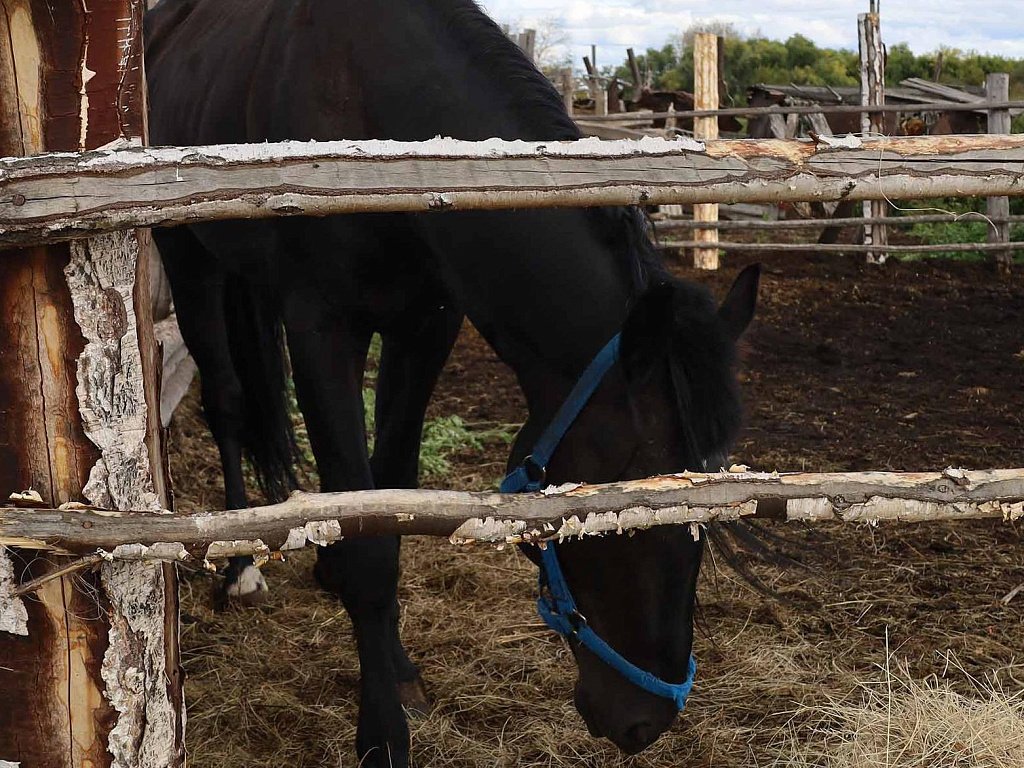 Лошадей и коров в хозяйстве Челябинской области оставил без кормов пожар
