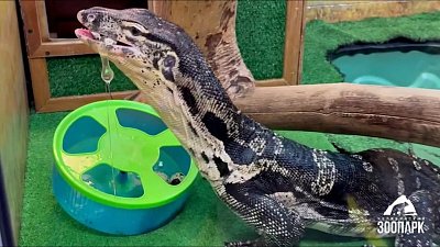 В Челябинском зоопарке варан добывает еду