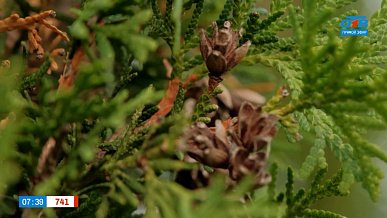 «И вот она, нарядная...», — обсуждаем хвойные в рубрике «Руки садовода»