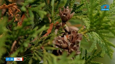 «И вот она, нарядная...», — обсуждаем хвойные в рубрике «Руки садовода»