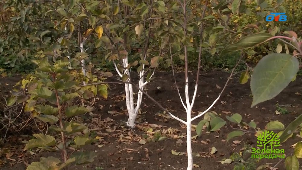 Стоит ли искоренять сорняки на газоне