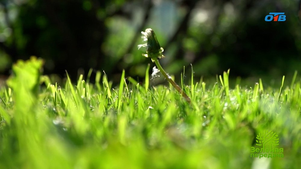 Традиционный способ побелки садовых деревьев