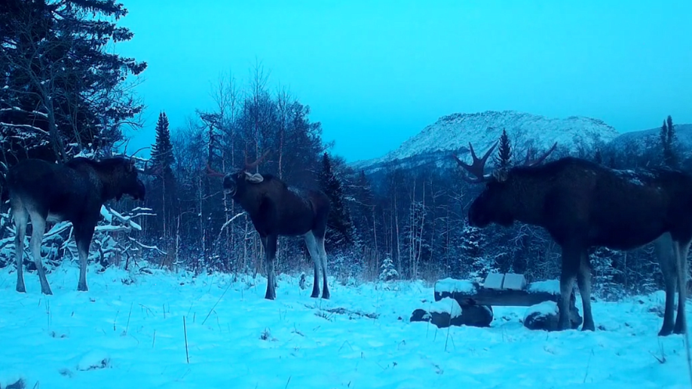 Таганайский лось-задира получил урок вежливости от старшего сородича