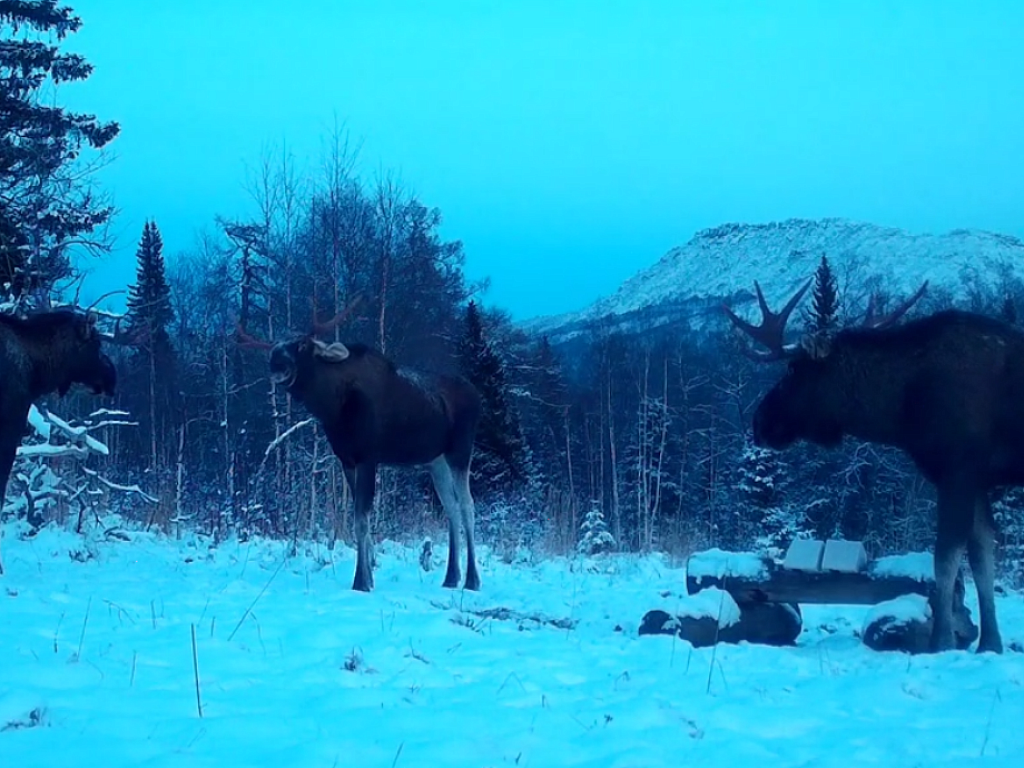 Таганайский лось-задира получил урок вежливости от старшего сородича