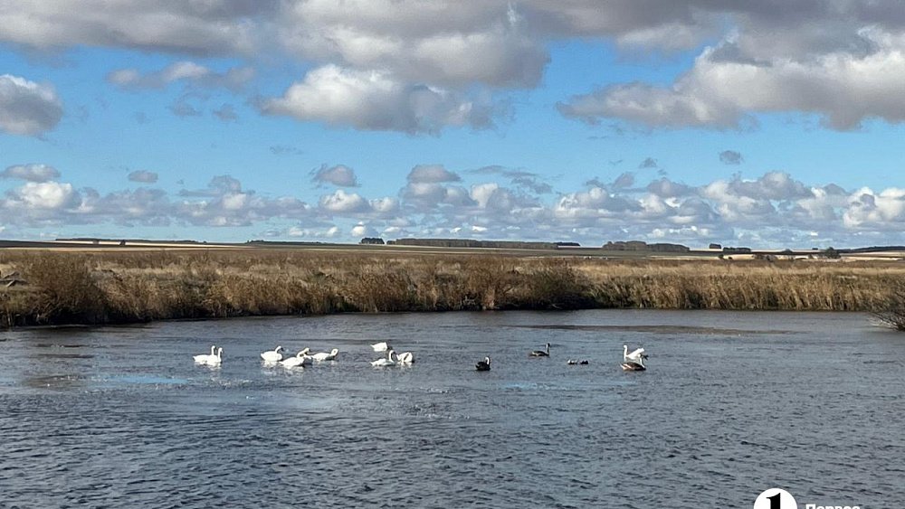 На Южном Урале спасли нескольких лебедей, оставшихся на зимовку