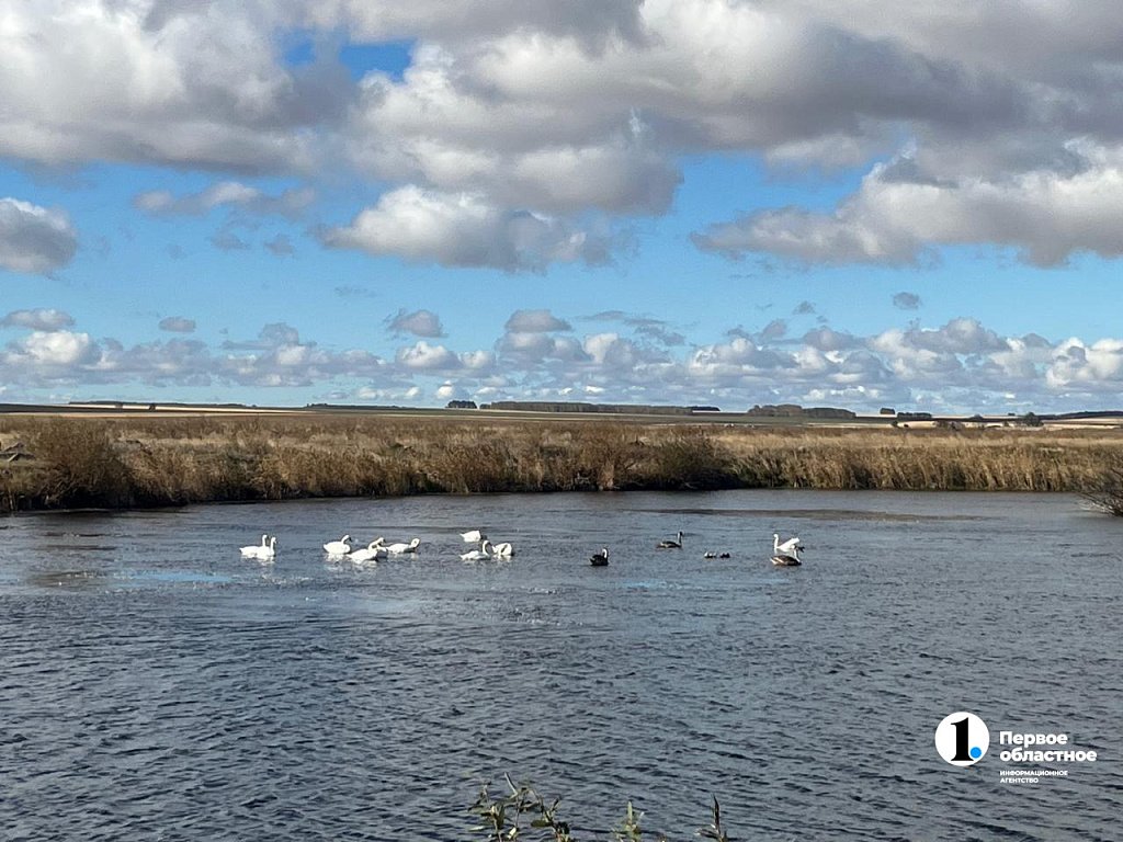 На Южном Урале спасли нескольких лебедей, оставшихся на зимовку