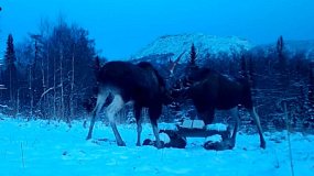 В нацпарке «Таганай» в объектив фотоловушки попала лосиная драка