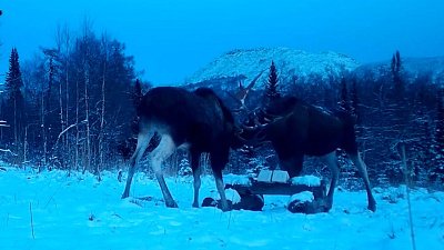 В нацпарке «Таганай» в объектив фотоловушки попала лосиная драка