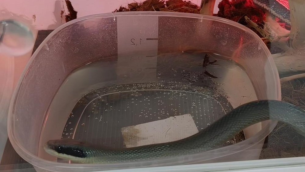 В Челябинске оштрафовали владельца передвижного зоопарка с ящерицами и змеями