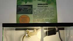 В Челябинске оштрафовали владельца передвижного зоопарка с ящерицами и змеями