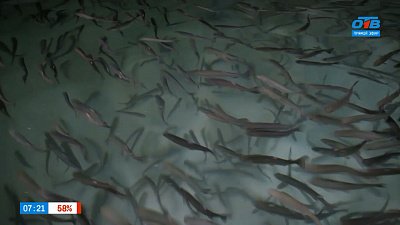 Форелевая ферма в рубрике «Мой бизнес: готовый продукт»