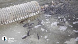 В Челябинской области спрос на специалистов рыбного хозяйства вырос на 45%