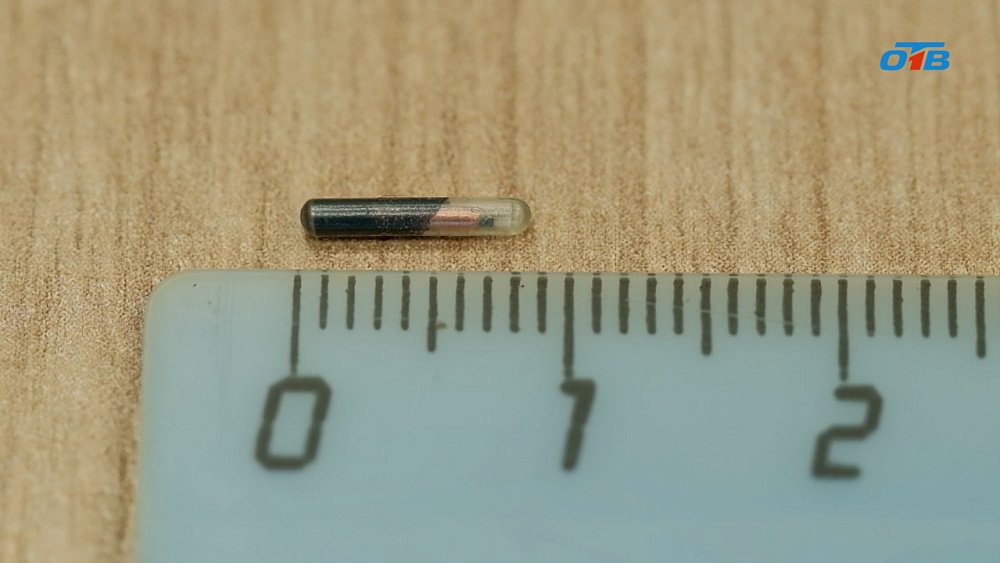 Чипирование станет обязательным для всех владельцев собак в Челябинской области