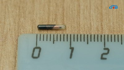 Чипирование станет обязательным для всех владельцев собак в Челябинской области