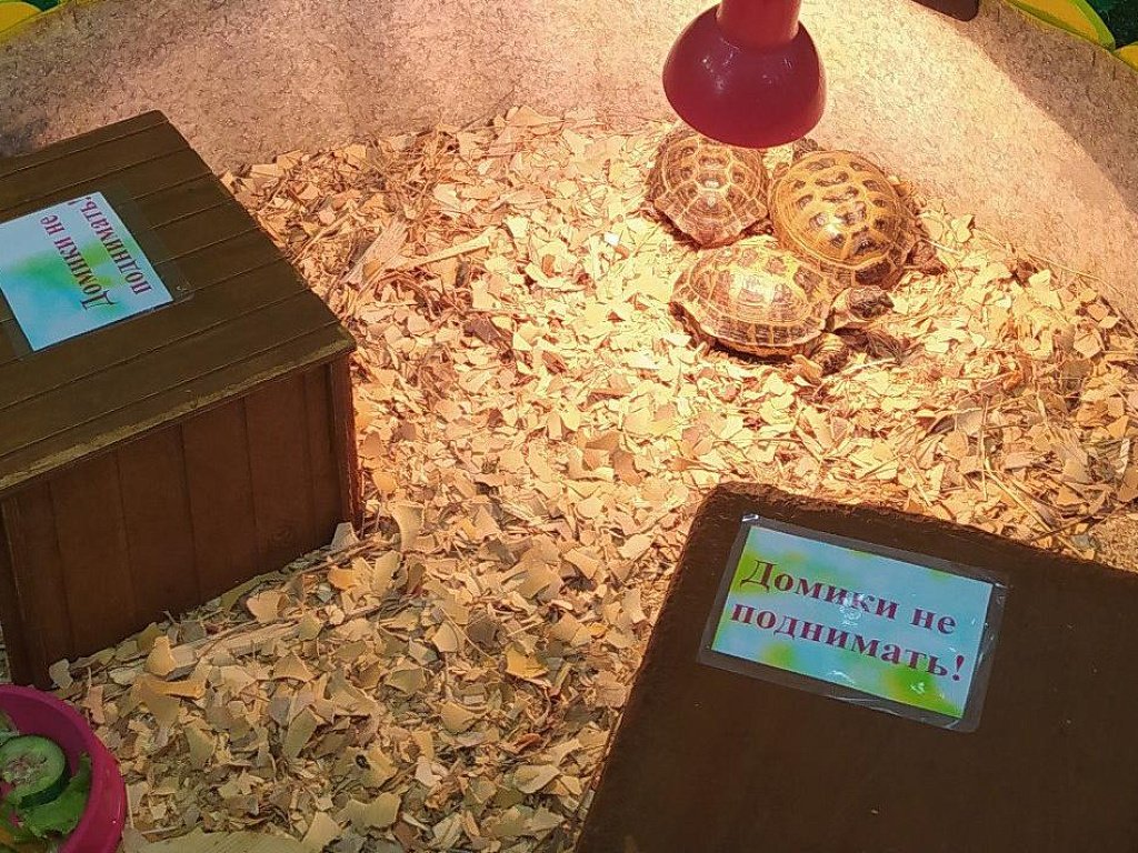 Владелец зоопарка «Простоквашино» в Магнитогорске оштрафован за отсутствие лицензии