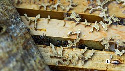 В семье из Челябинской области растут десять сыновей и две дочки