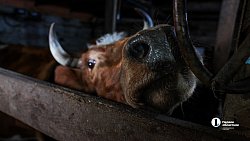 В семье из Челябинской области растут десять сыновей и две дочки