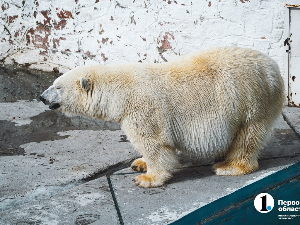 Бурые медведи не спят, а белые даже не грустят по снегу