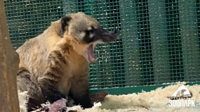 Носухи из Челябинского зоопарка учат отдыхать