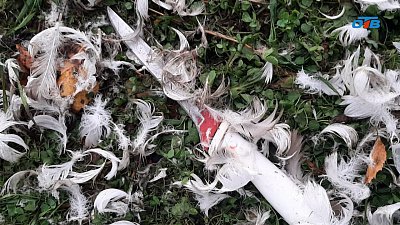 В Челябинской области задержали подозреваемого в незаконной охоте на птиц