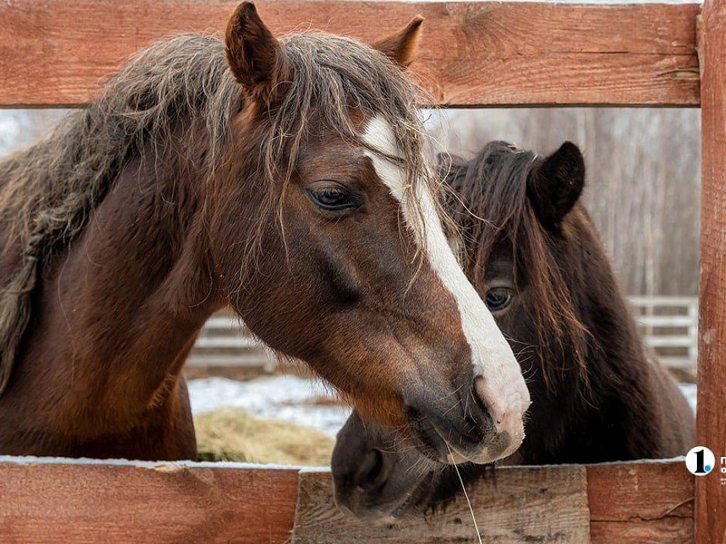 Терапия самых сильных: в Челябинске лошади помогают детям с ДЦП и ветеранам СВО