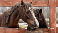 Терапия самых сильных: в Челябинске лошади помогают детям с ДЦП и ветеранам СВО