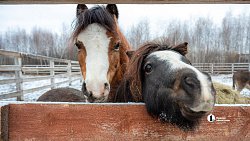 Терапия самых сильных: в Челябинске лошади помогают детям с ДЦП и ветеранам СВО