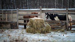 Терапия самых сильных: в Челябинске лошади помогают детям с ДЦП и ветеранам СВО